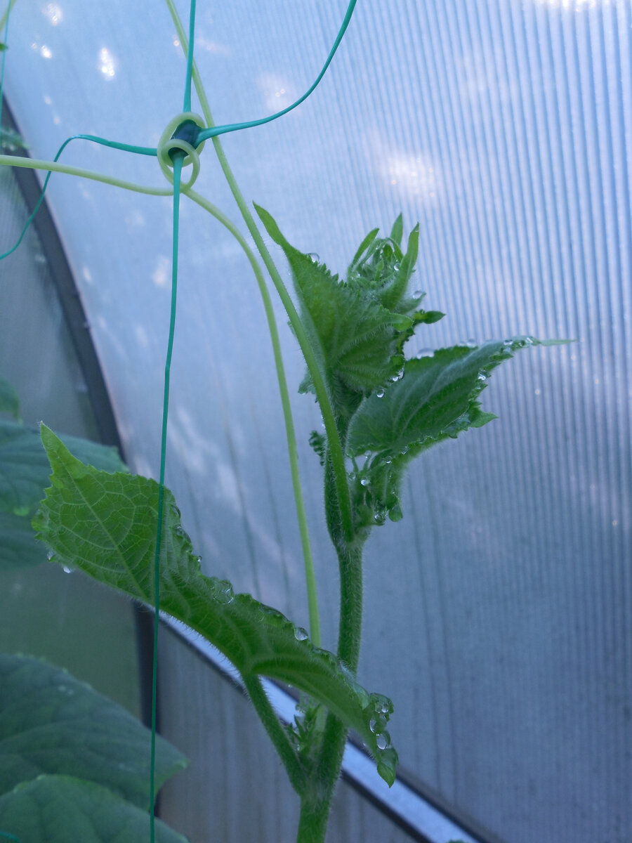 Огуречные плети лезут вверх по шпалерной сетке сами, помогать им не надо!