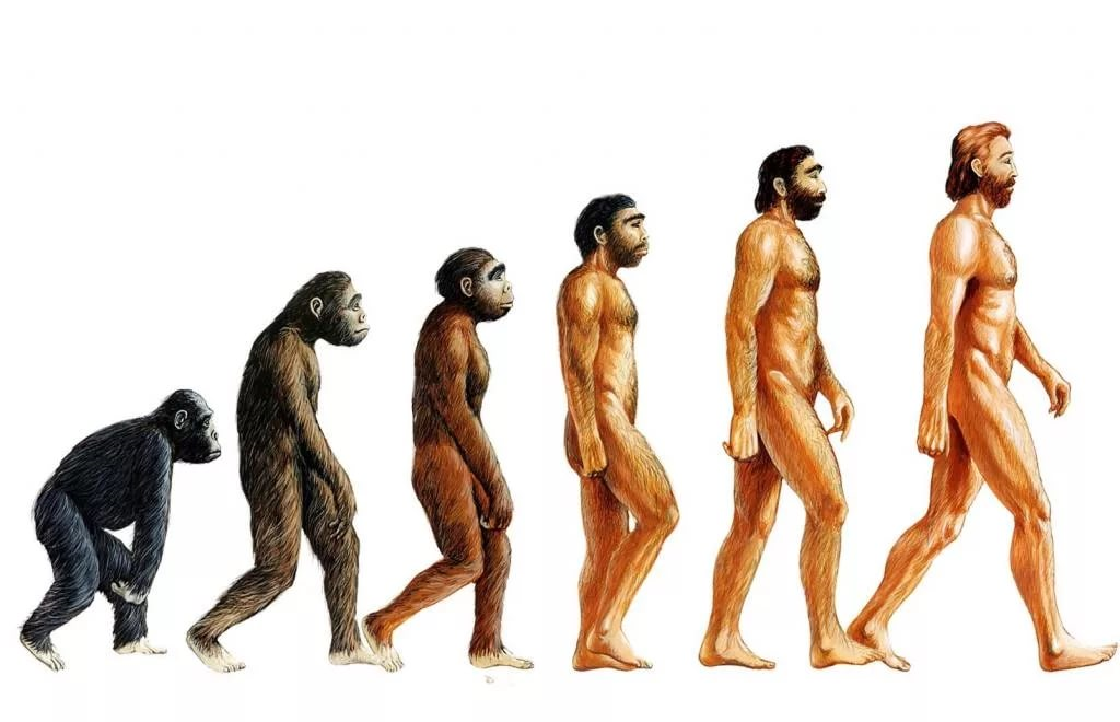 Эволюция Дарвин хомо. Хомо сапиенс Эволюция. Эволюция человека Антропогенез. Как появились обезьяны