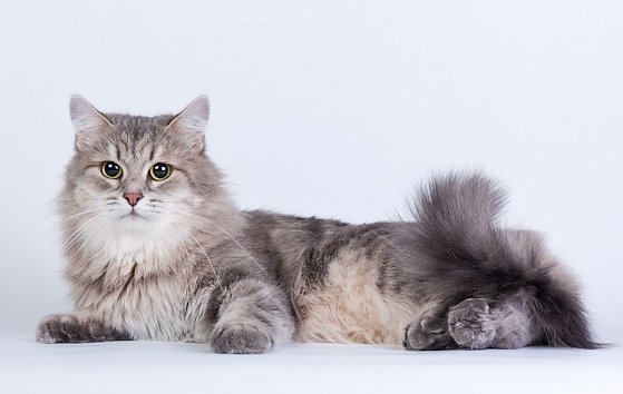 фото эгейской кошки