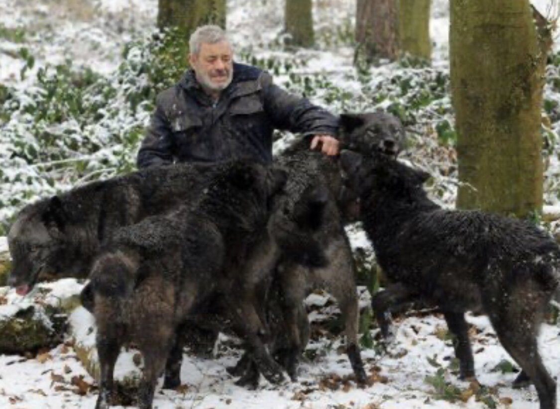 Не поддающиеся дрессировке звери смотрят на Вернера как на члена стаи. Сам бывший десантник говорит, что человеком является только на четверть, а волком – на три четверти. Человек-волк всегда представлял интерес для журналистов. Его имя известно всему миру, благодаря книгам, которые он же и написал, а также фильмам о его жизни с волками. Так кто же он такой? Сумасшедший? Едва ли. Такой не выжил бы в стае. Дикие звери постоянно кружат вокруг Фройнда, утыкаясь пушистыми мордами в его поседевшую бороду и положив ему на плечи передние лапы.