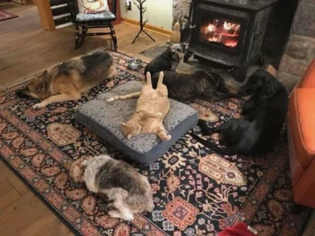 Собаки и коты