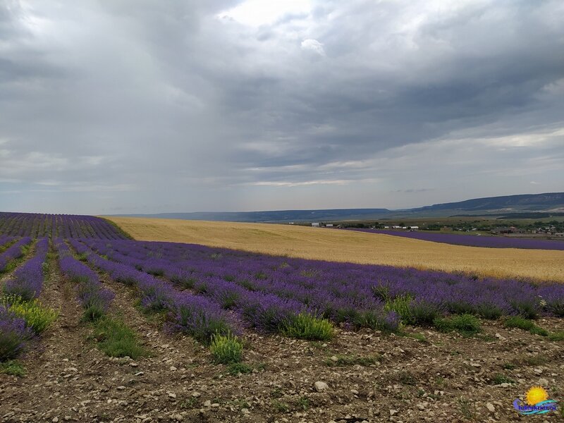 Тургеневка крым лавандовые поля на карте. Крымский Прованс.