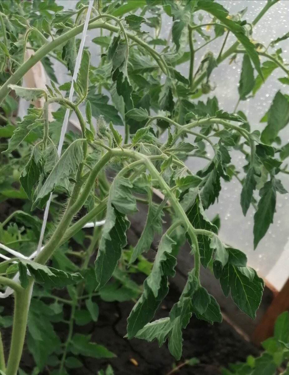 Томаты в моей теплице 