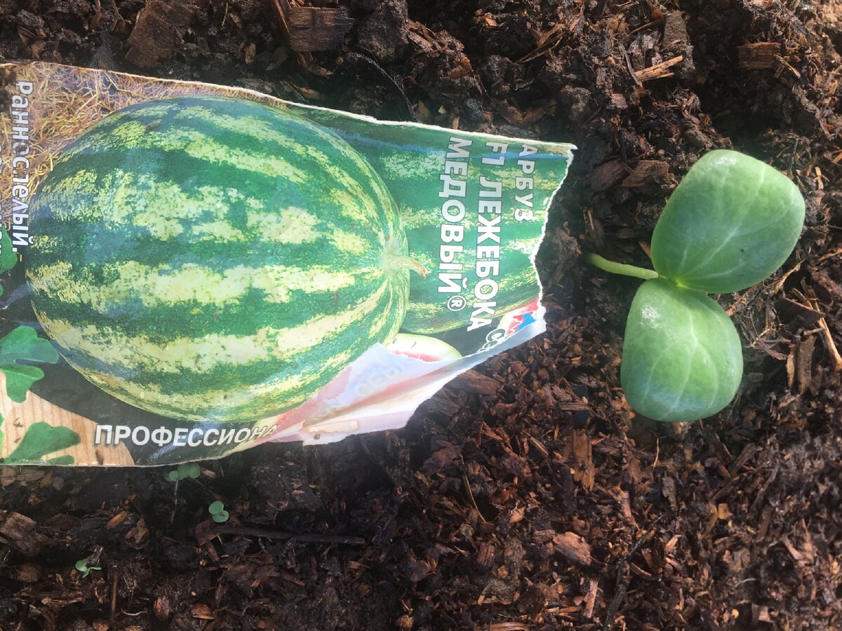 Лежебока - раннеспелый сорт арбуза