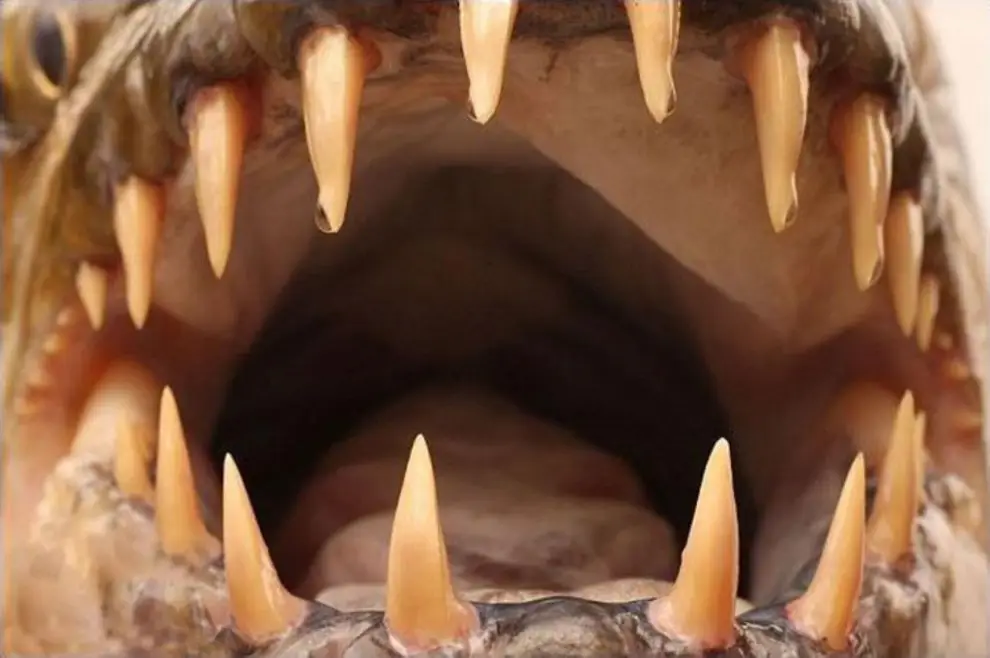 Челюсти почти как в фильме "Челюсти"