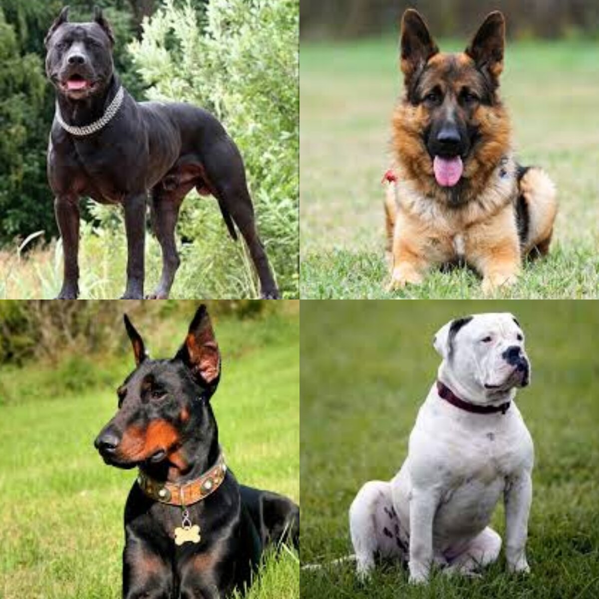 Американский питбуль, немецкая овчарка, доберман, американский бульдог.