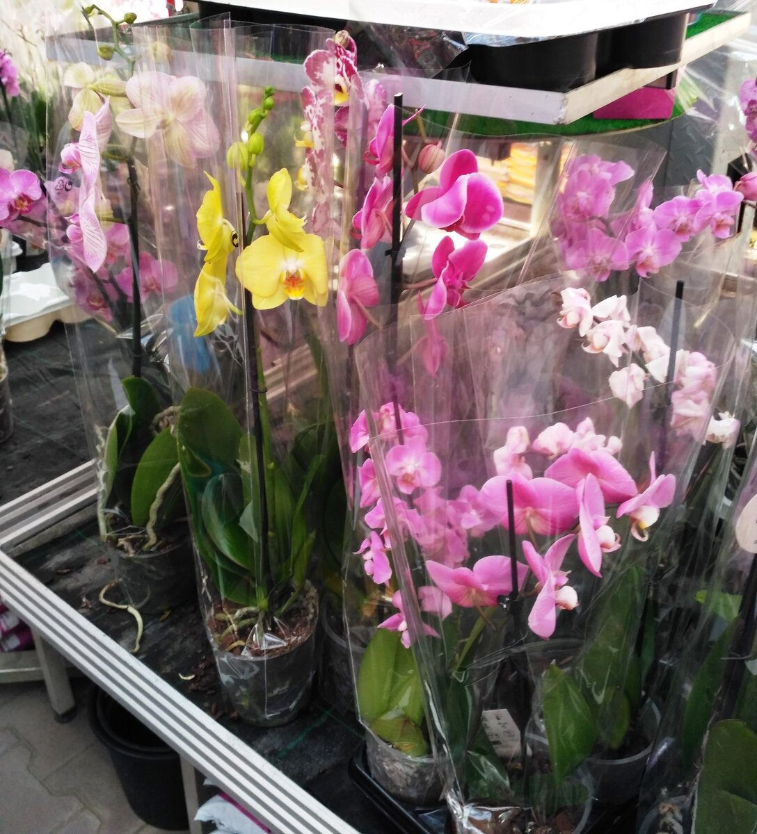 Фото автора статьи, листайте галерею с фото