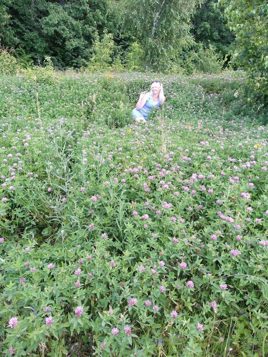 Поляны клевера