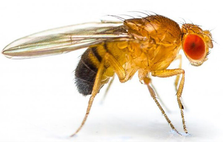 Плодовые мушки бодрствовали день и ночь