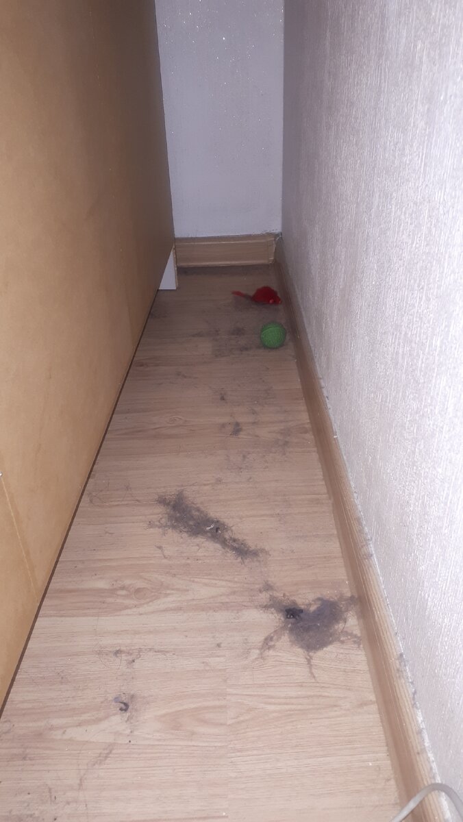 пыть и кошачьи игрушки