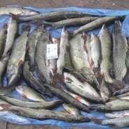 237 (кг) Крупной Рыбы - за 1 Рыбалку!
