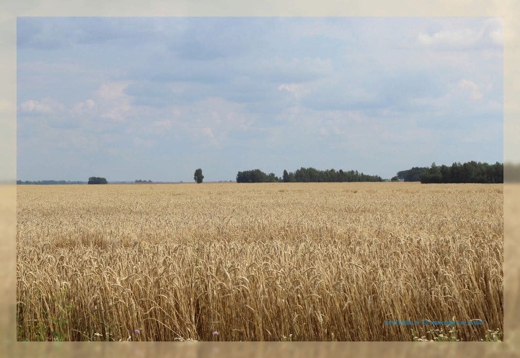 Село бородино. Село Бородино Ивановская область. Гаврилово Посадский район поля. Поля Ивановской области. Поле в Ивановском.