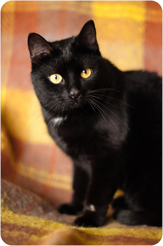 Холли стала домашней кошечкой