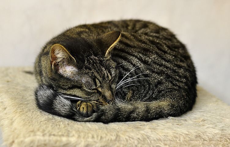 Источник Яндекс Картинки