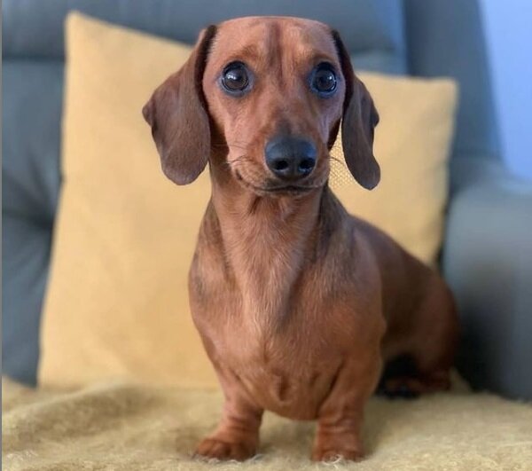 Такса (фото: @dachshund.bow/Instagram)
