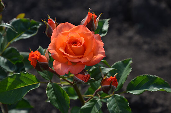 Роза Алегрия (Alegria)