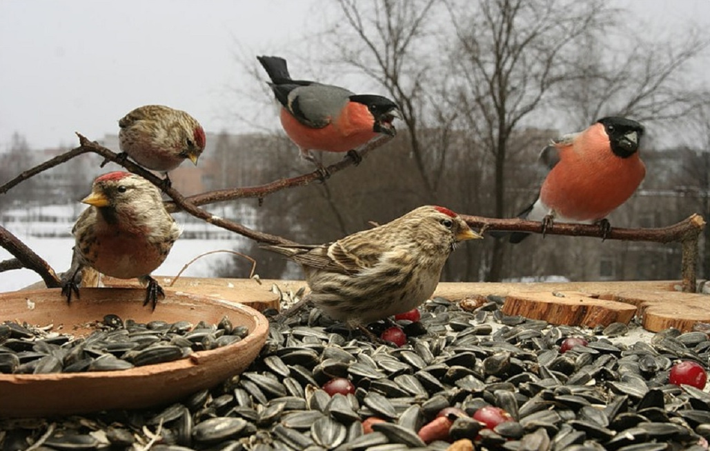 Фото из открытых источников