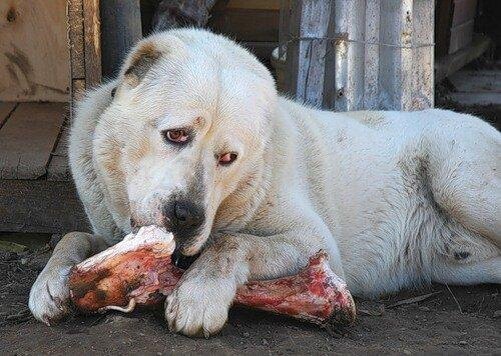 Фото с сайта Chess.com 