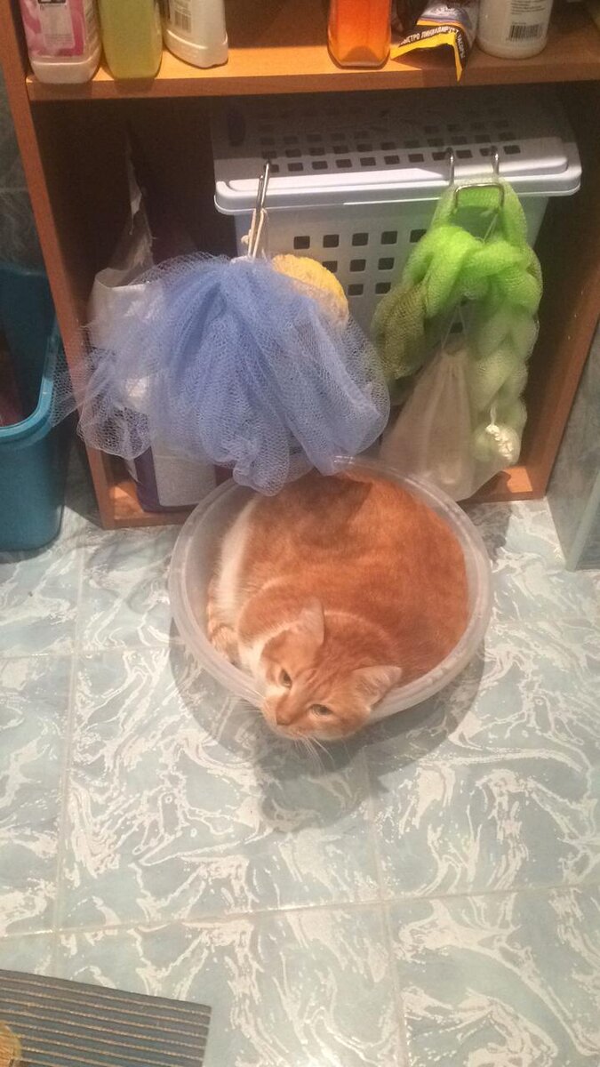 Кот Руфик смотрит, не собираются ли его вытаскивать из такого уютного тазика.