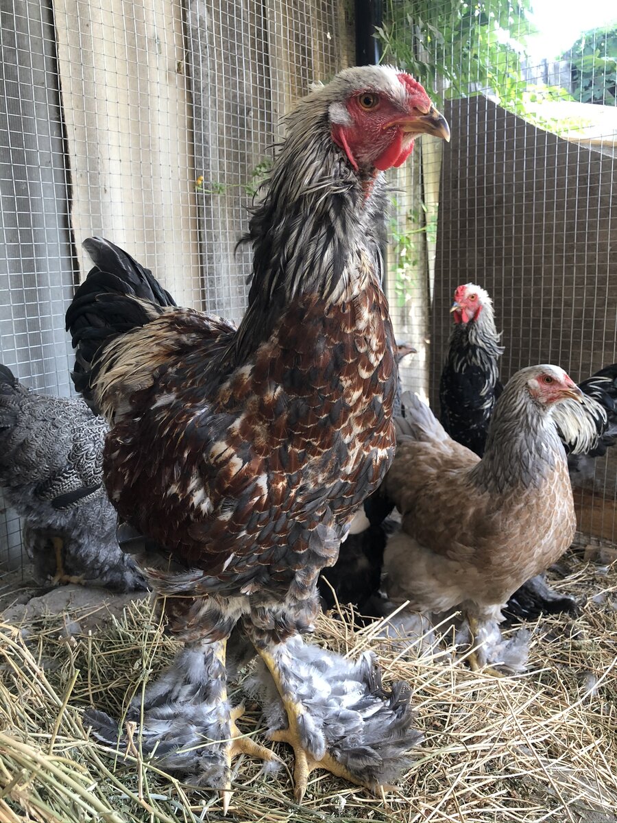 Завести петуха для яиц или нет: важное решение для держателей кур породы яичницы