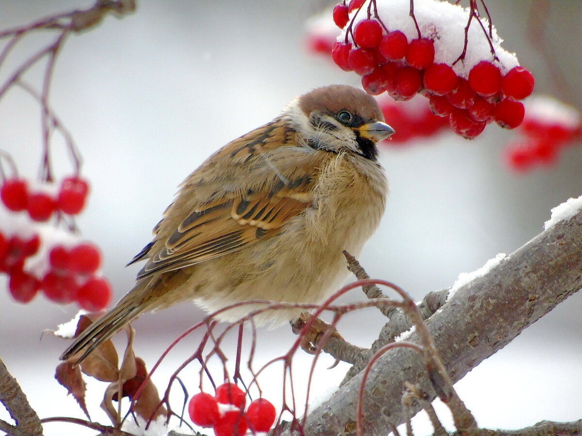русский язык 6 класс ладыженская 382. упражнение 382 по русскому языку 6 класс ладыженская. серо желтый попугай корелла. бледнощекий. русский язык 6 класс ладыженская 2 часть номер 382.