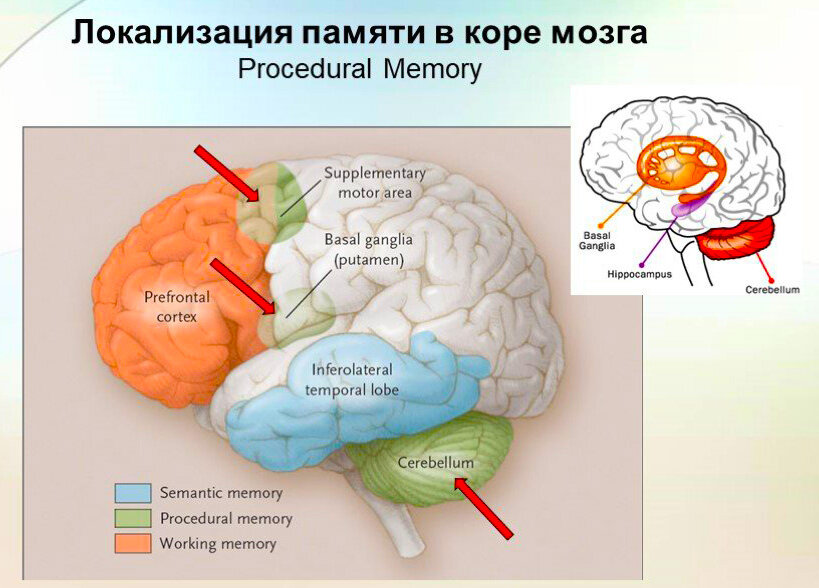 Восстановление коры мозга. Механизмы краткосрочной памяти и мозг. Локализация памяти в головном мозге. Pre-supplementary Motor area.
