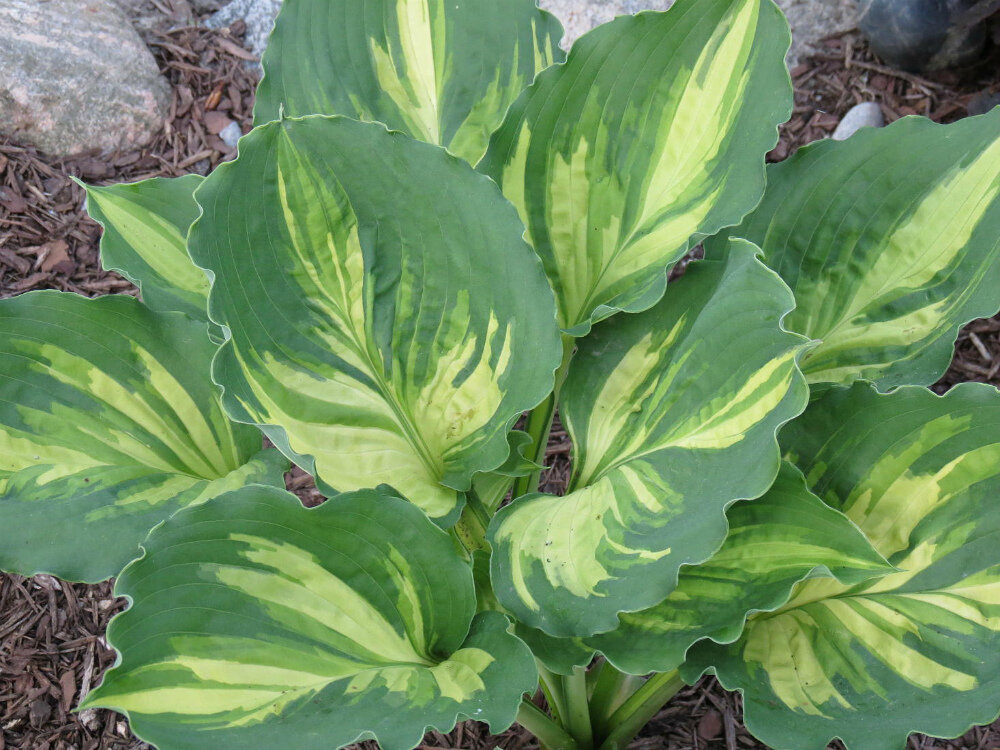 хоста лейксайд пейсли принт. хосты пейсли принт фото. хоста лейксайд пейсли. хоста лейксайд. хосты пейсли принт фото.