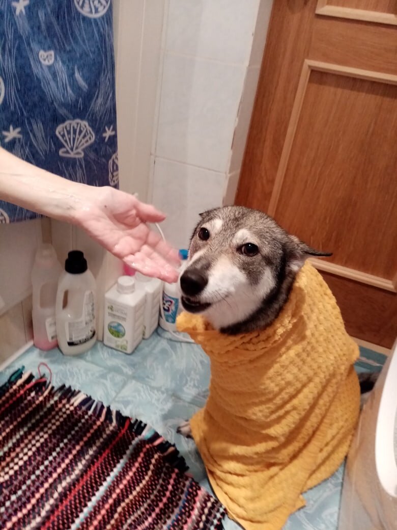 Это фотография  Норочки от ее любимых новых хозяев.