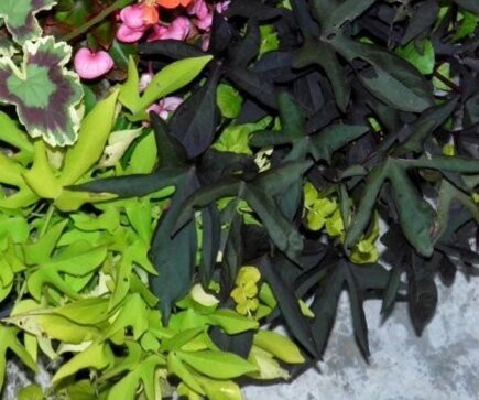 Ипомеи-батат