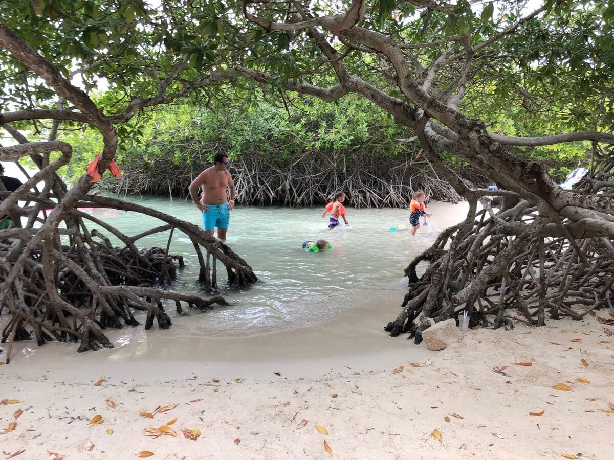 Мангровые заросли на коралловых островах