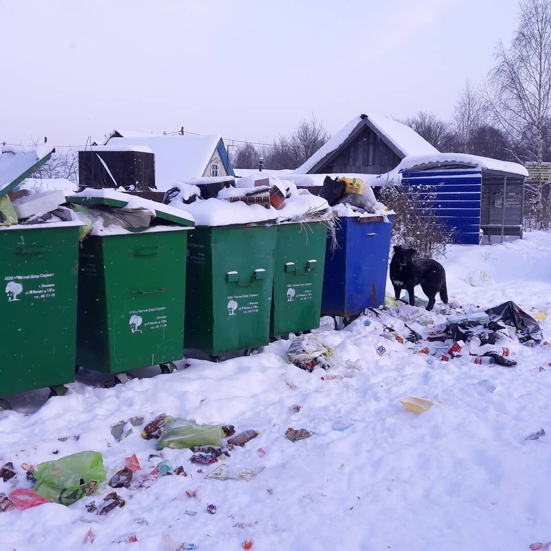 Всегда считала, что мусорные баки - скопище дворовых собак (фото автора)