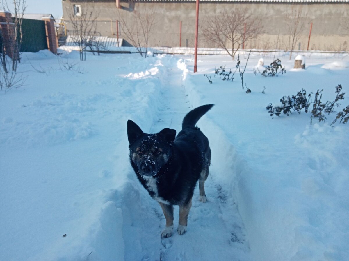 Собственное фото автора. Во дворе 18 января 2021 г. - первый снег! Кузя очень рад!