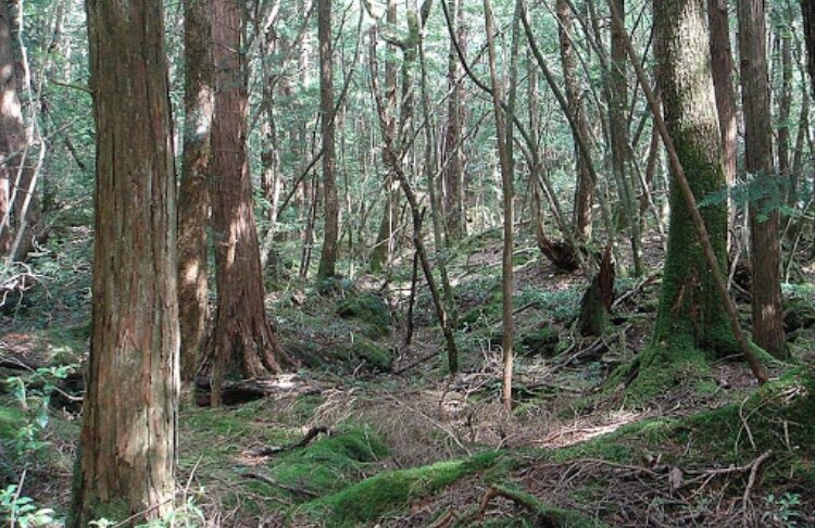 Аокигахара , Япония 