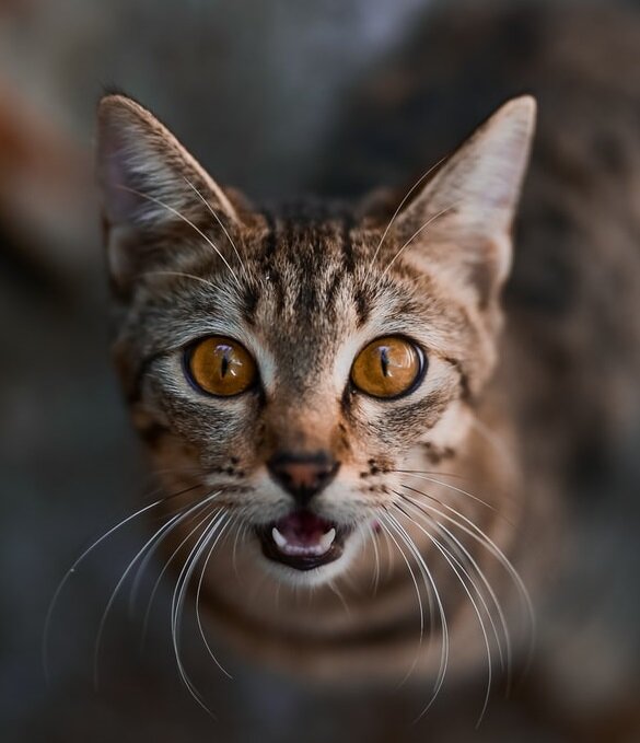 Кошки и мята