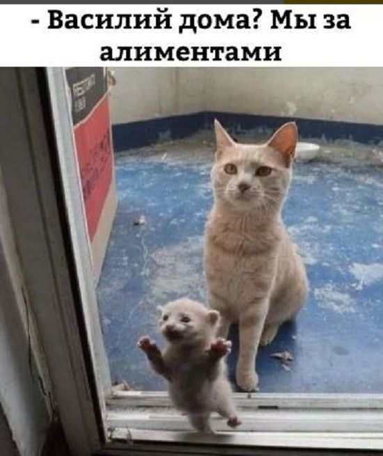 Топ весёлых и уморительных фотографии, которые скрасят ваш вечер