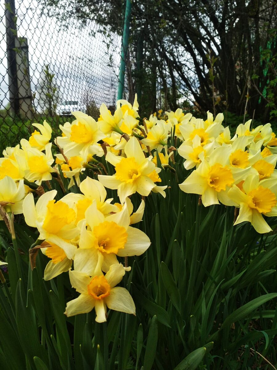 Нарциссы. Фото из личного архива автора,2020.