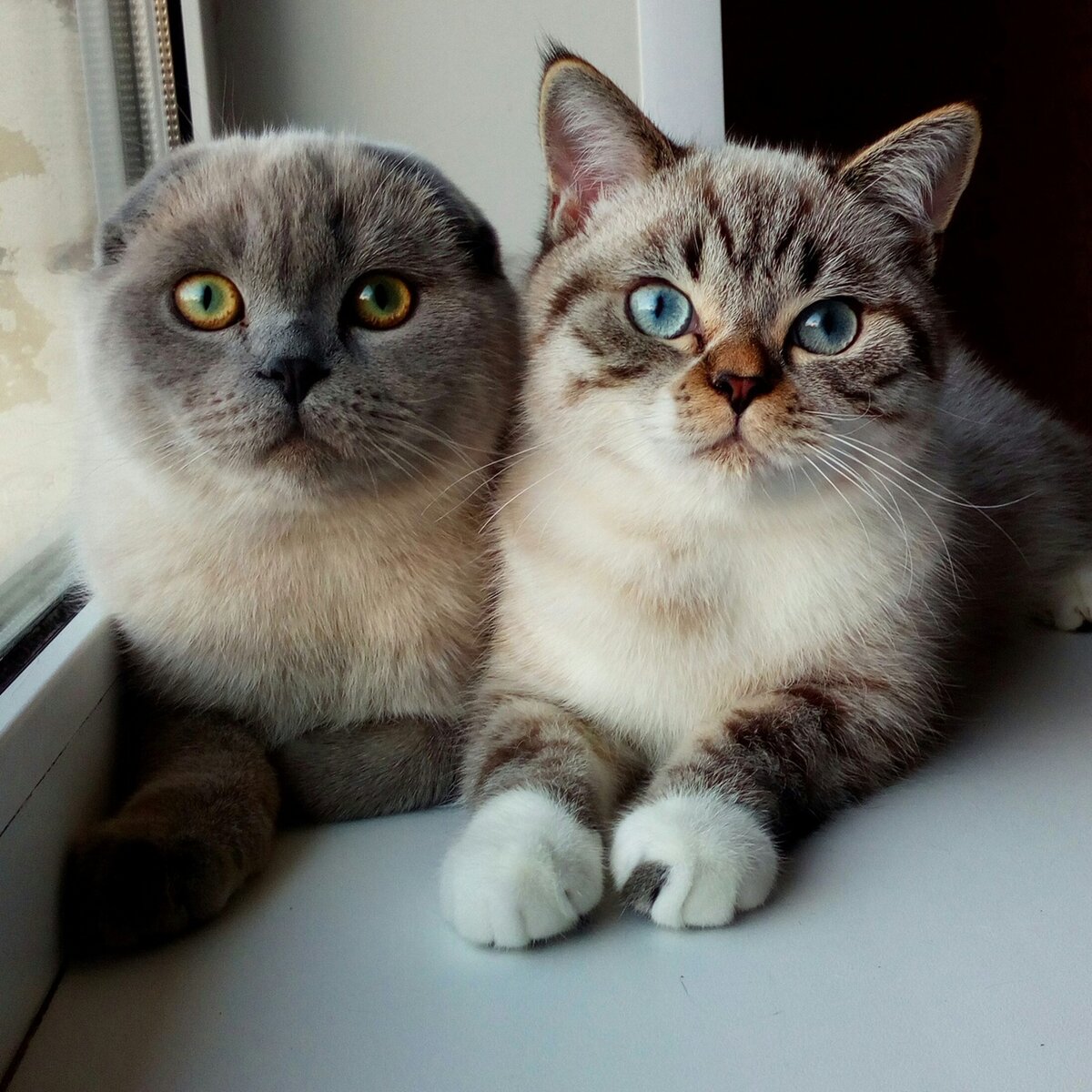 -Выпускники питомника 2019 г. Bulat Cherny Tal и Antey Cherny Tal