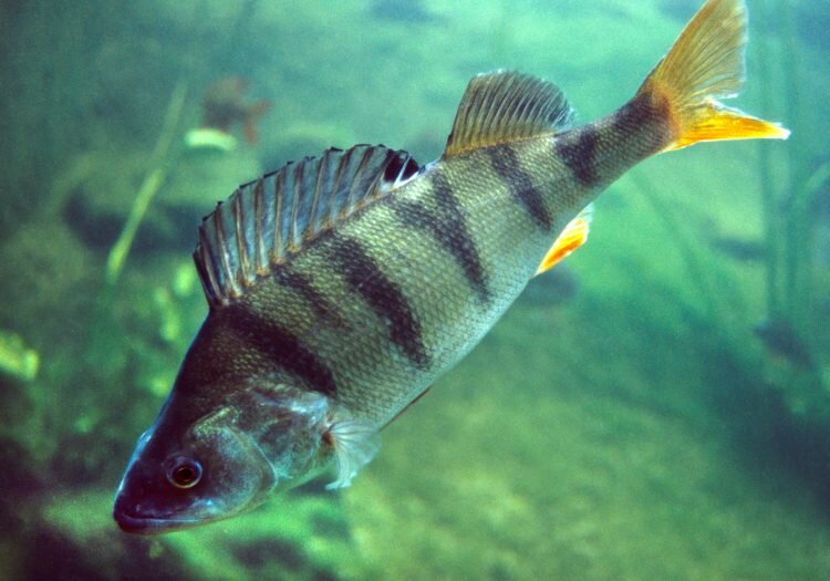 Окунь. Фото взято с источник Яндекс. Картинки