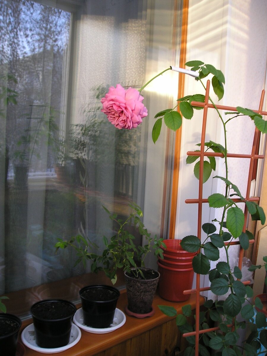 Princess Alexandra of Kent (Принцесса Александра оф Кент), остинка, 2016 г