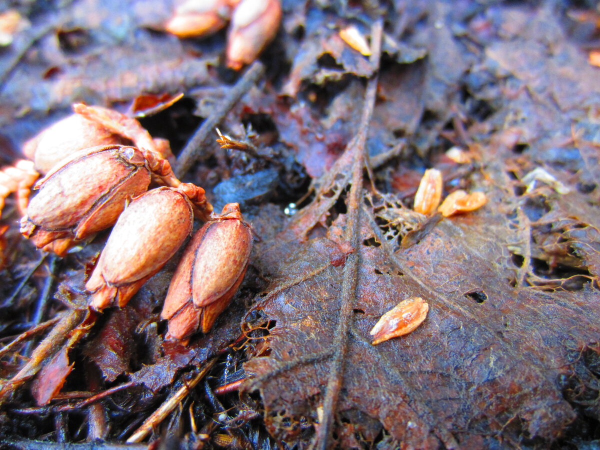 А это (справа) её  семена. Их по всему участку полно!