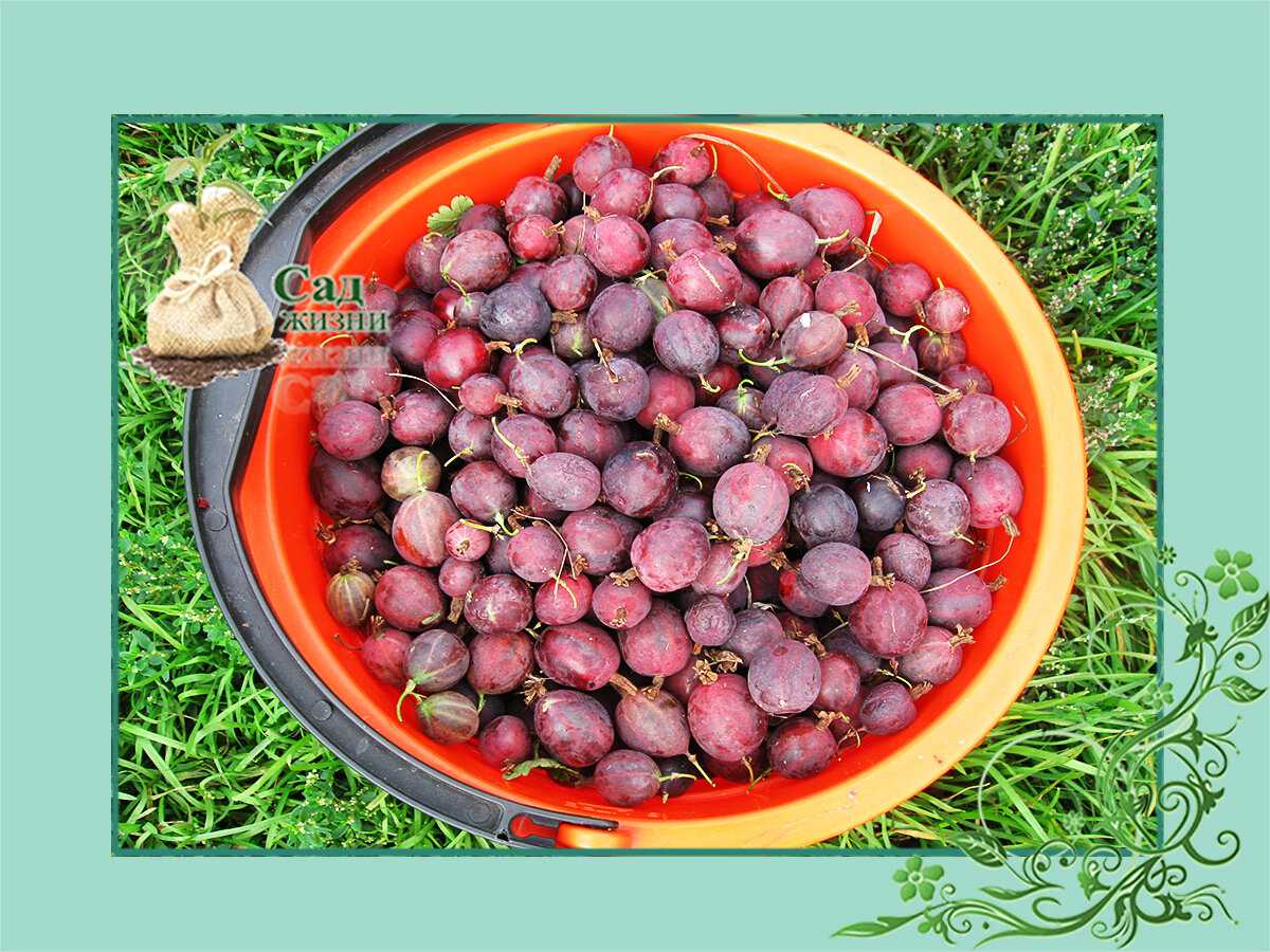 Крыжовник обязательно должен расти в саду