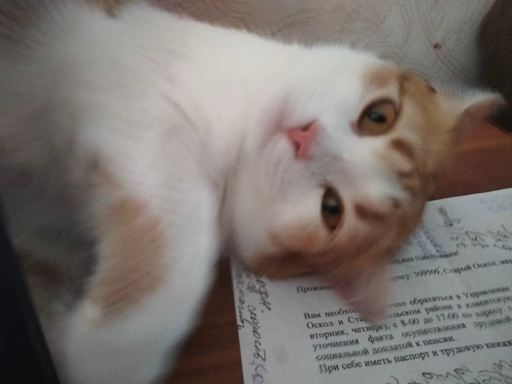 МОЯ КОШЕЧКА АСЯ  ВСЕГДА НАХОДИТСЯ РЯДОМ СО МНОЙ, КОГДА Я СИЖУ ЗА КОМПЬЮТЕРОМ,