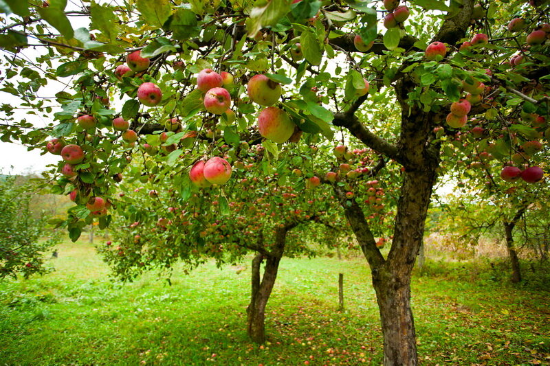 Почему у яблони трескается кора: причины и лечение