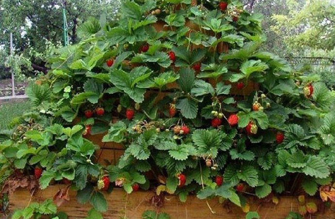 Саму конструкцию, где будет произрастать ягодная культура, можно сделать из любых подручных материалов. Обычно садоводы используют деревянные доски или брёвна, шифер, поликарбонат и даже старые автопокрышки.