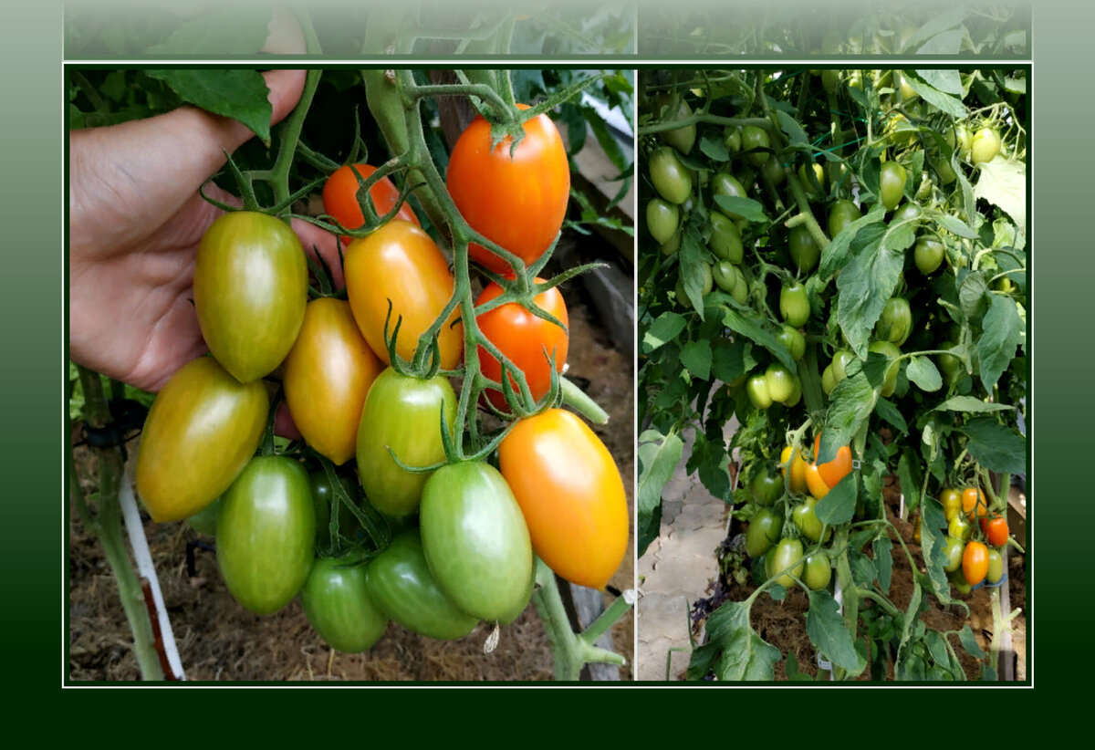 Сорт томатов "Пламя"