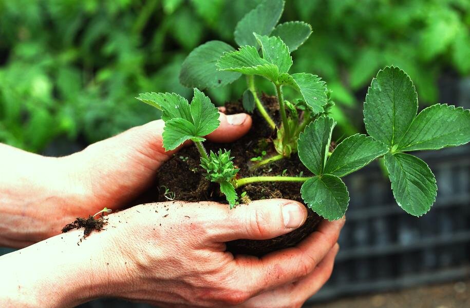 Посадить у нашего дома хотела. Мы урожай не соберем.