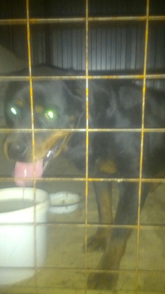 Франка только привезли в приют. Первые минуты в вольере. Май 2018г. Фото ил личного архива Ани. Опубликовано с ее согласия