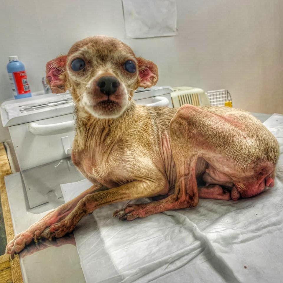 Новая собачка попавшая в наш приют ждёт от нас помощи