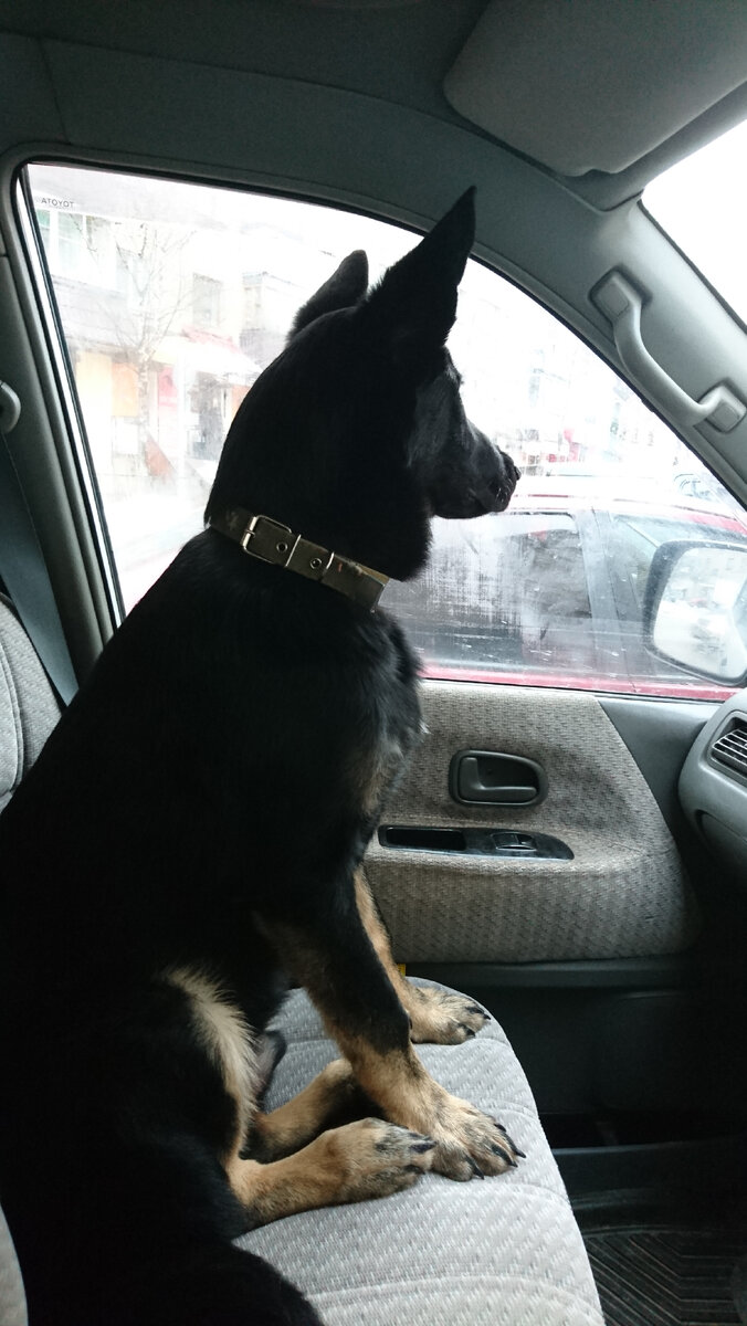 Мохнатый пассажир Стингер