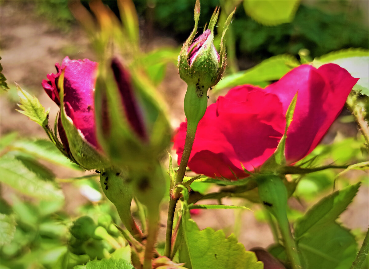  Тля на розах. Фото автора.